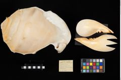 Foto (Übersicht mit Etikett) von Salatschüssel mit Besteck  (NHMW-ZOO-MO-0081100-ETH-106)